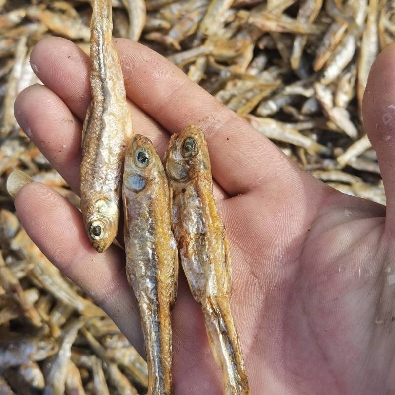 火焙大眼鱼，刨腹加工