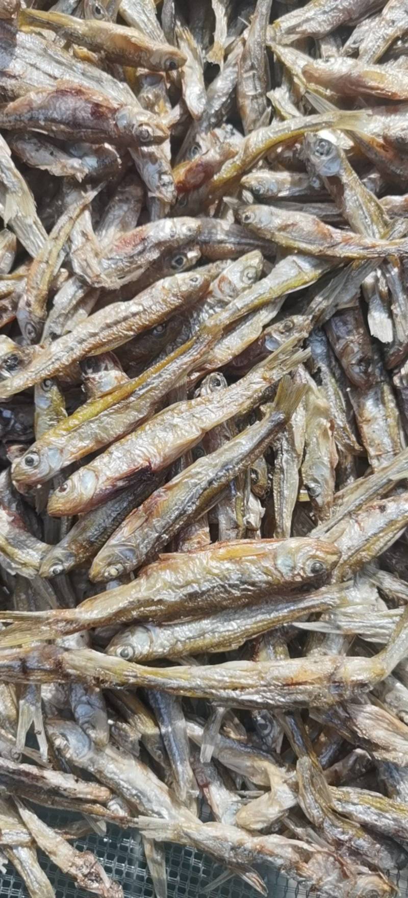 火焙大眼鱼，刨腹加工