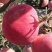 辽宁红富士营口苹果红富士现货品质优良质优价廉