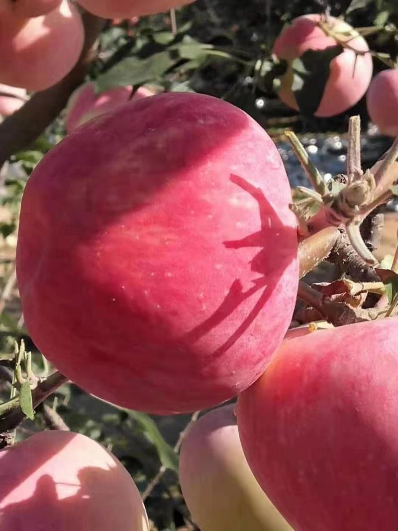 红富士苹果辽宁苹果现货，大量供应品质优良质优价廉