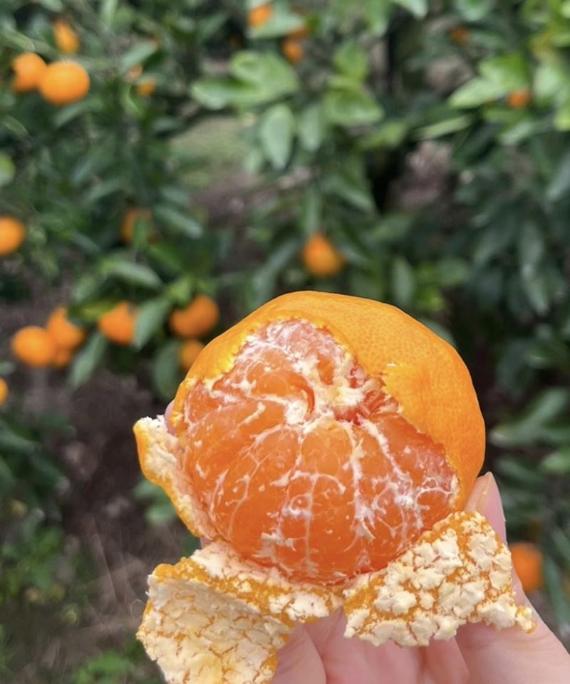 高山早熟蜜桔大量上市一手货源质量保证口感好