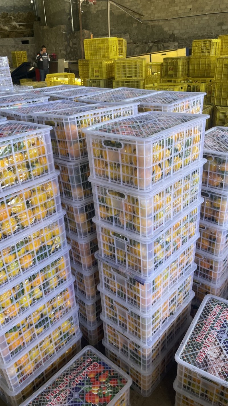 高山早熟蜜桔大量上市一手货源质量保证口感好