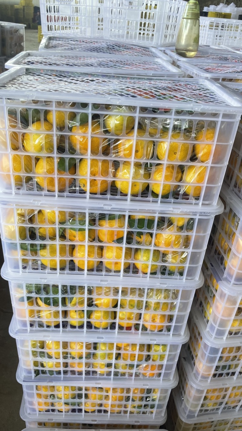 高山早熟蜜桔大量上市一手货源质量保证口感好
