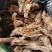 干筋干牛筋牛蹄筋干货牛筋3号牛筋4号牛筋5号