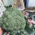 西兰花大降价