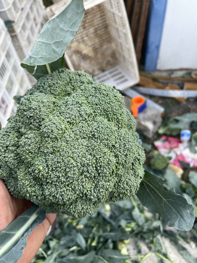 西兰花大降价