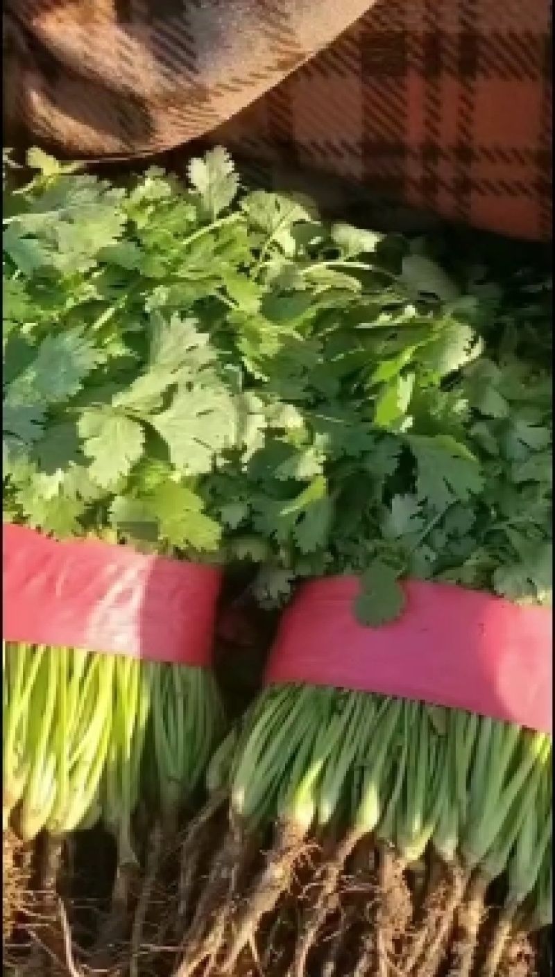 【精品香菜】货源充足质量有保证诚心合作欢迎咨询