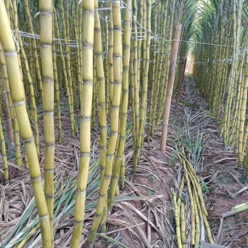 云南黄皮甘蔗源头产地货，脆甜多汁量大价优，对接对接全国