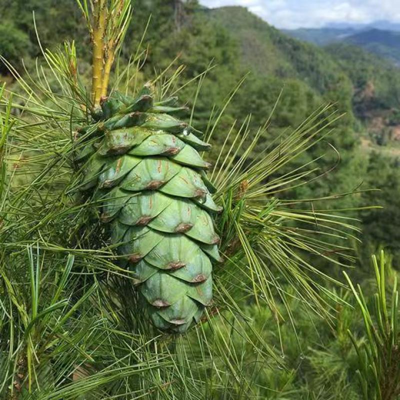 云南落水松子，松塔，一件代发，电商合作，欢迎对接