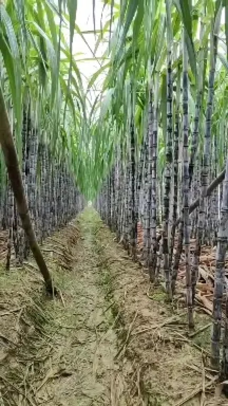 云南甘蔗（黑皮甘蔗）脆甜多汁，现砍现发，代发全国