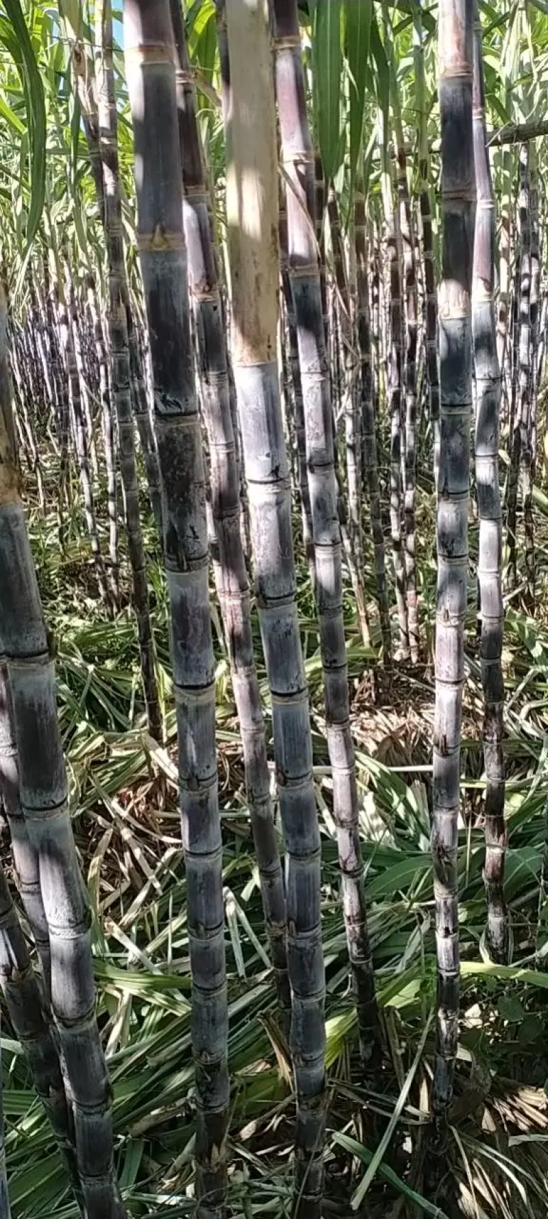 云南甘蔗（黑皮甘蔗）脆甜多汁，现砍现发，代发全国