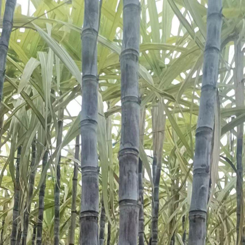 云南甘蔗（黑皮甘蔗）脆甜多汁，现砍现发，代发全国