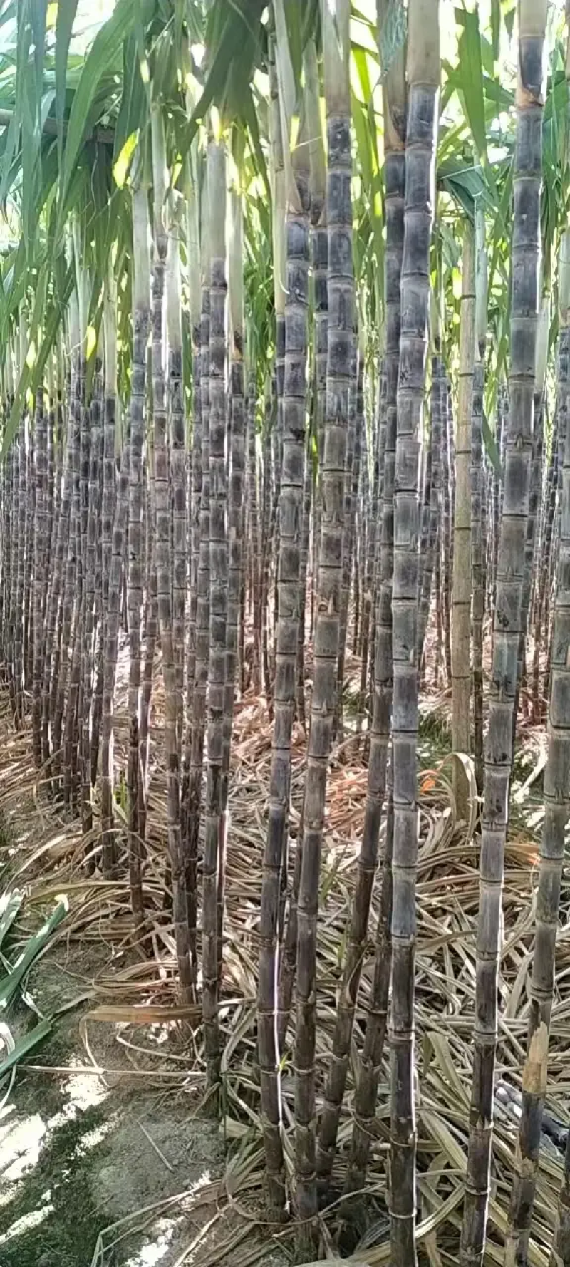 云南甘蔗（黑皮甘蔗）脆甜多汁，现砍现发，代发全国