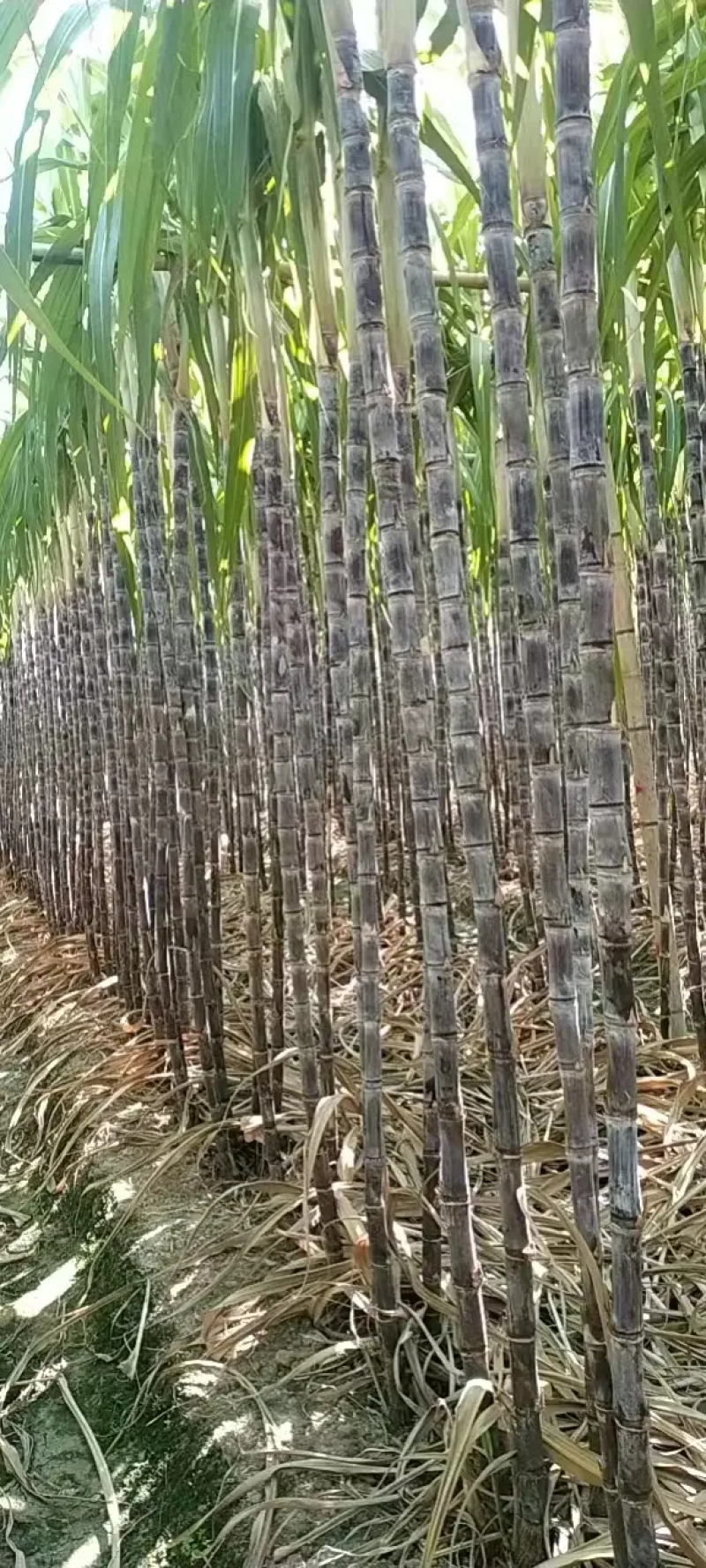 云南甘蔗（黑皮甘蔗）脆甜多汁，现砍现发，代发全国