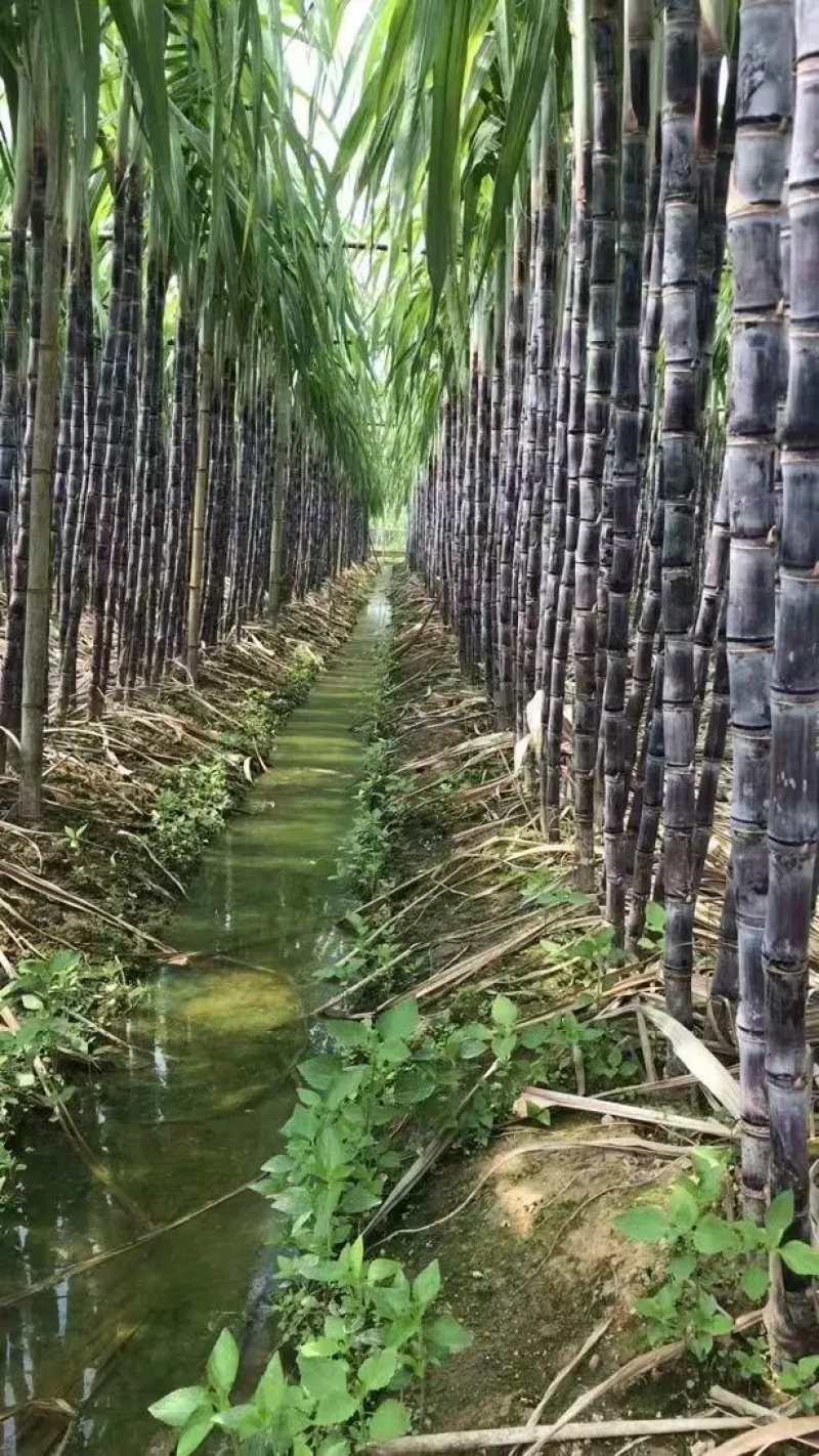 云南甘蔗（黑皮甘蔗）脆甜多汁，现砍现发，代发全国