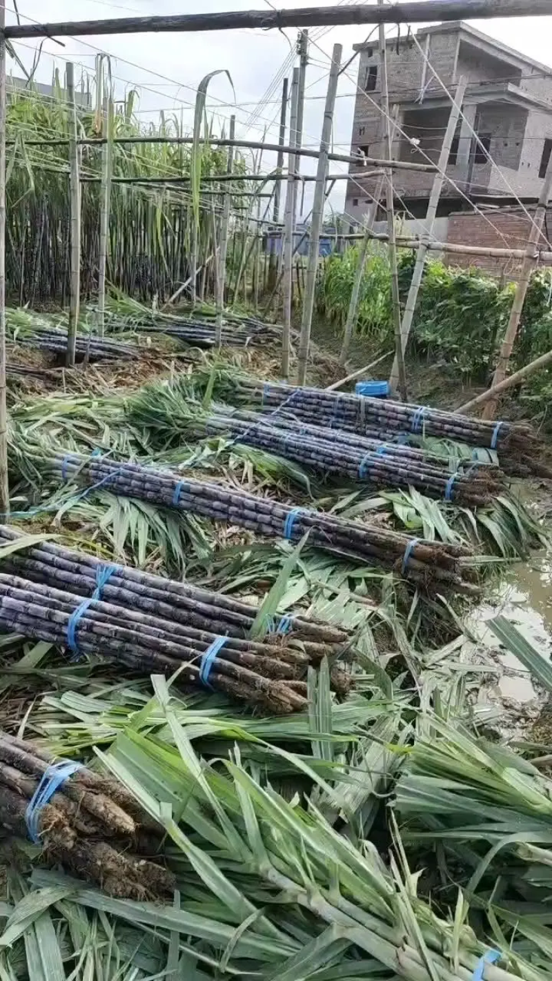 云南甘蔗（黑皮甘蔗）脆甜多汁，现砍现发，代发全国