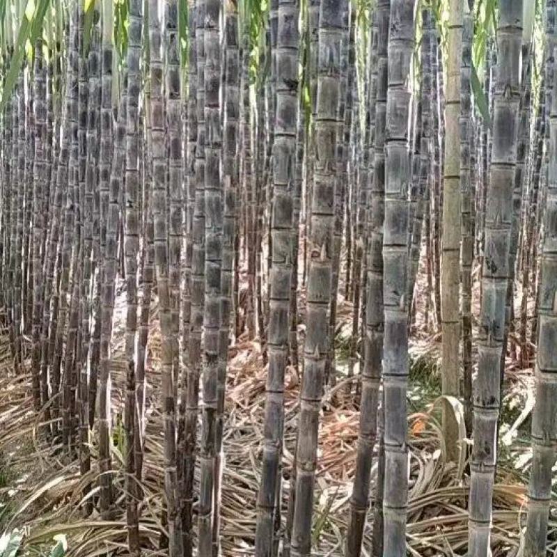 云南甘蔗（黑皮甘蔗）脆甜多汁，现砍现发，代发全国