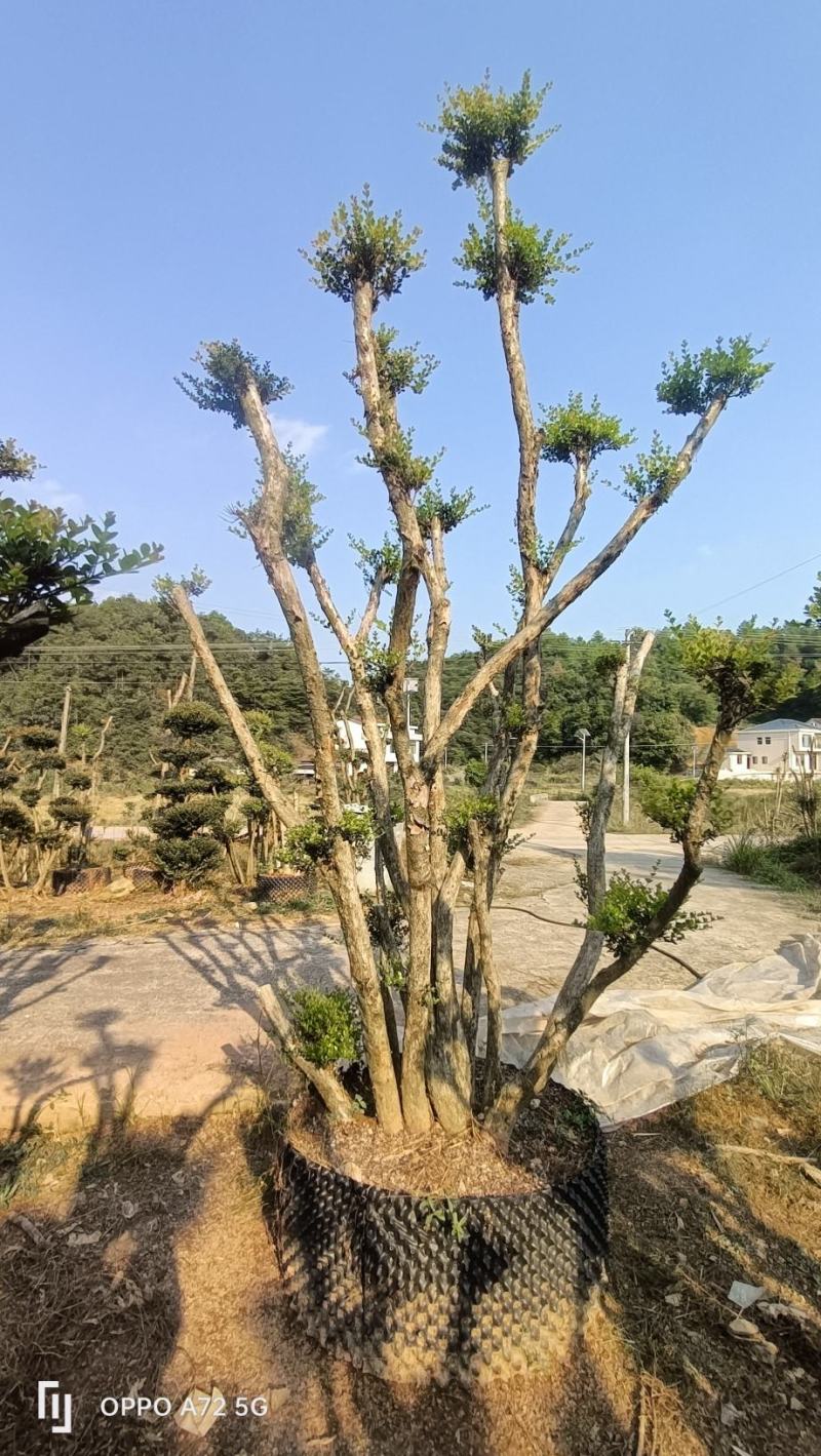 低价出一批自挖的赤楠