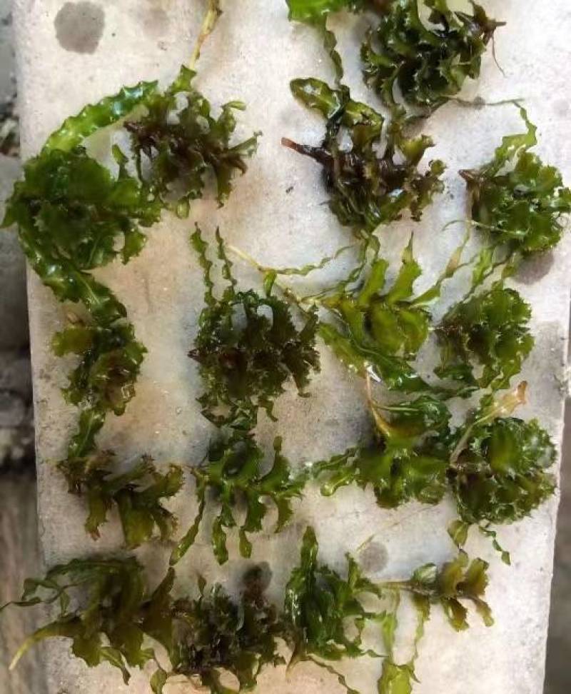菹草种子，麦黄草芽，菹草，菹草石芽