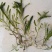 菹草种子，麦黄草芽，菹草，菹草石芽