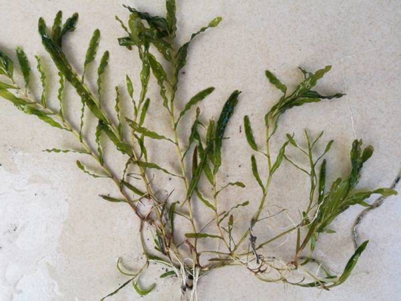 菹草种子，麦黄草芽，菹草，菹草石芽