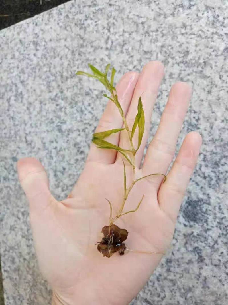 菹草种子，麦黄草芽，菹草，菹草石芽