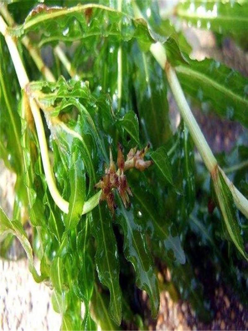 菹草种子，麦黄草芽，菹草，菹草石芽