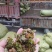 菹草种子，麦黄草芽，菹草，菹草石芽
