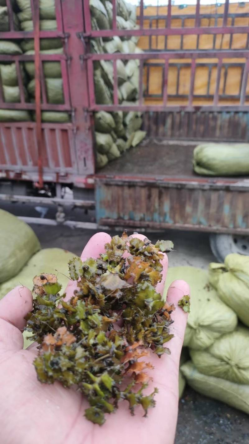 菹草种子，麦黄草芽，菹草，菹草石芽