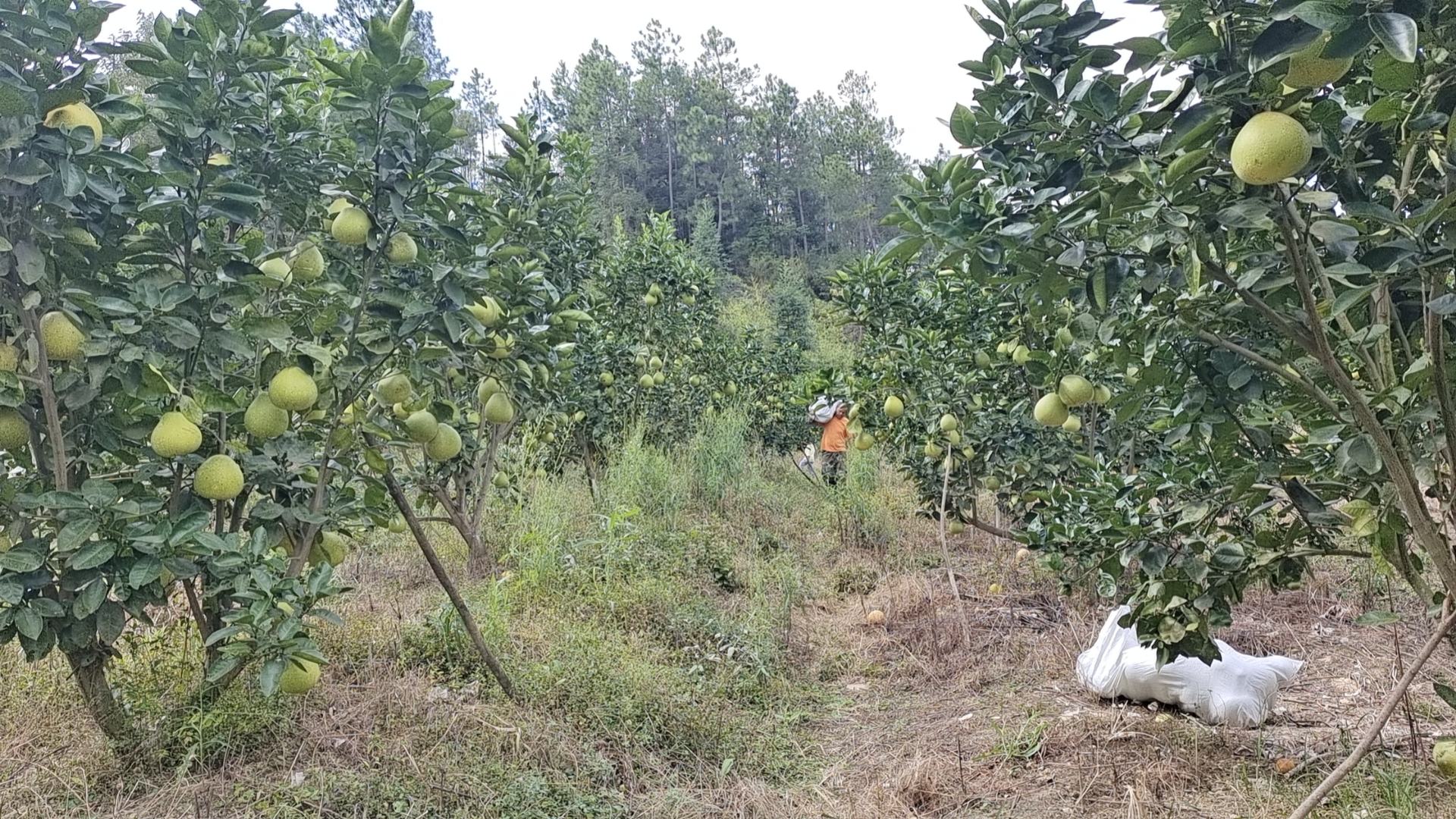 图片说明:一位果农正在蜜柚园中采摘成熟的蜜柚,手中握着一颗刚摘下的蜜柚,脸上露出丰收的喜悦,背景是整齐排列的蜜柚树。 蜜柚采摘过程