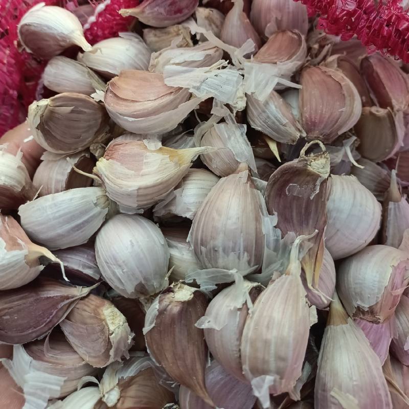 红皮大蒜（又名红皮川蒜）一手货源，全国代发对接全国
