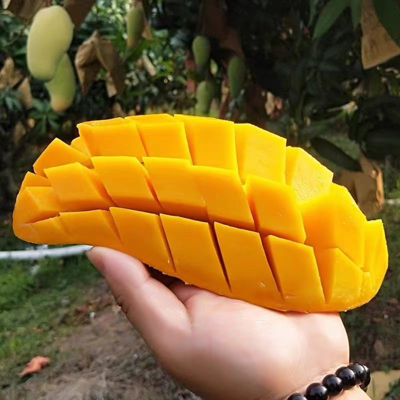 新鲜金煌芒