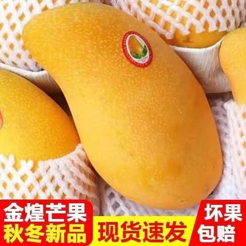 新鲜金煌芒