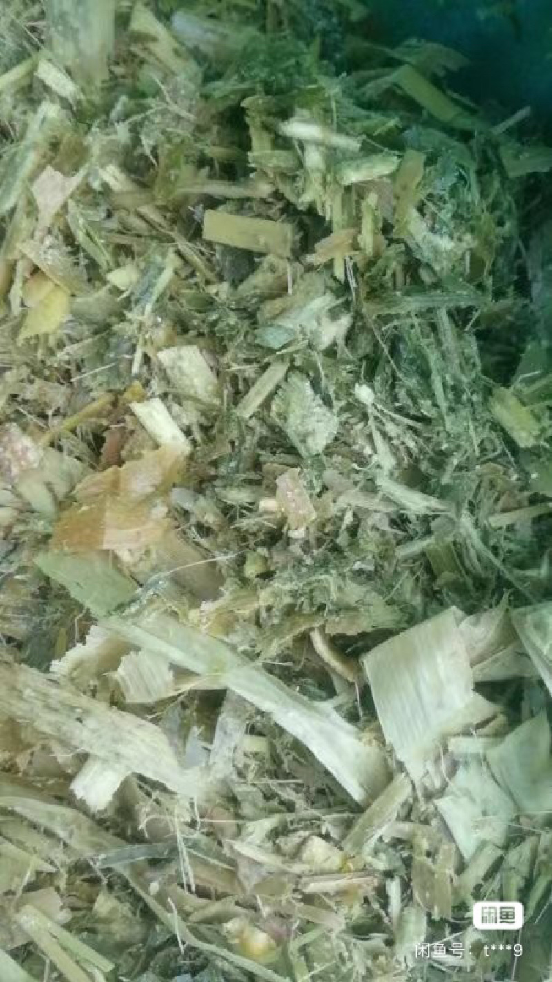 黄储饲料