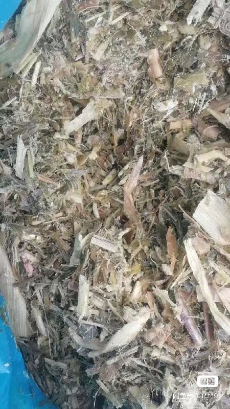 黄储饲料