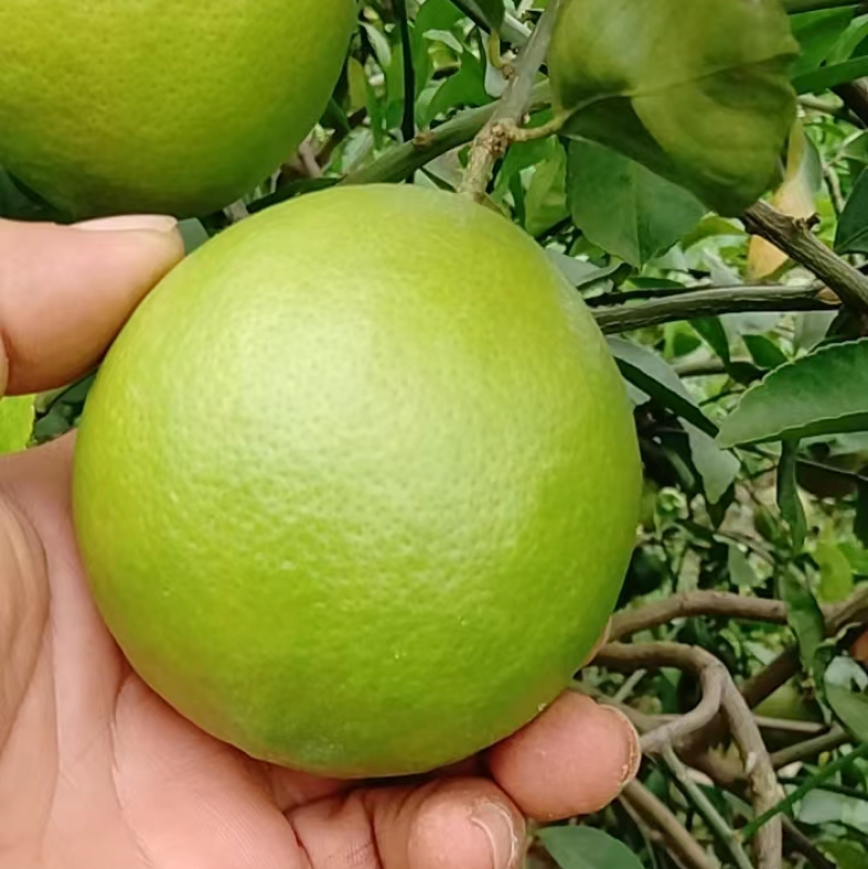 北京青柠檬，价格便宜，大量出货
