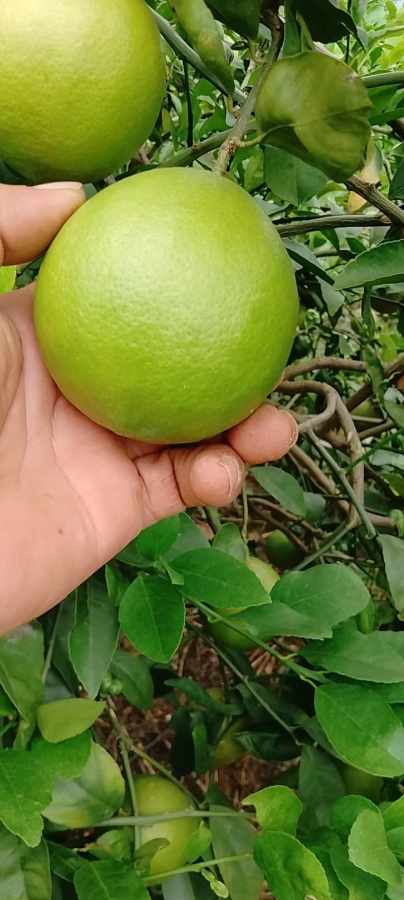 北京青柠檬，价格便宜，大量出货