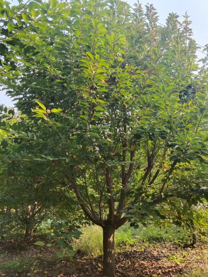 樱花