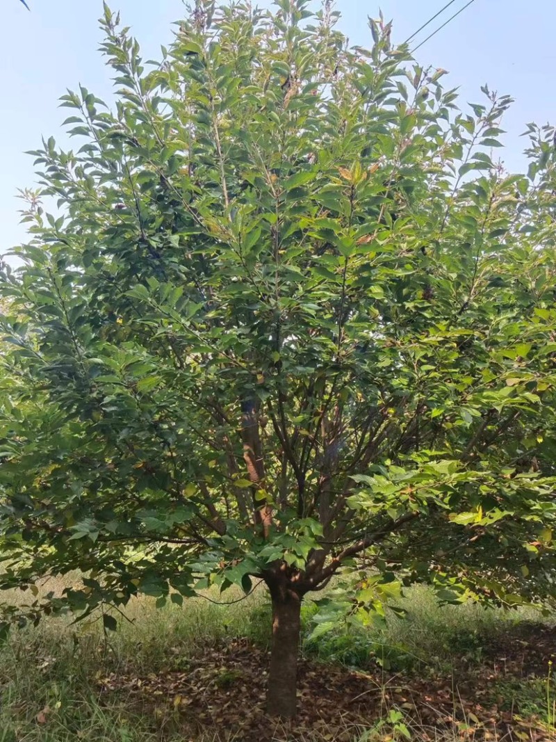 樱花