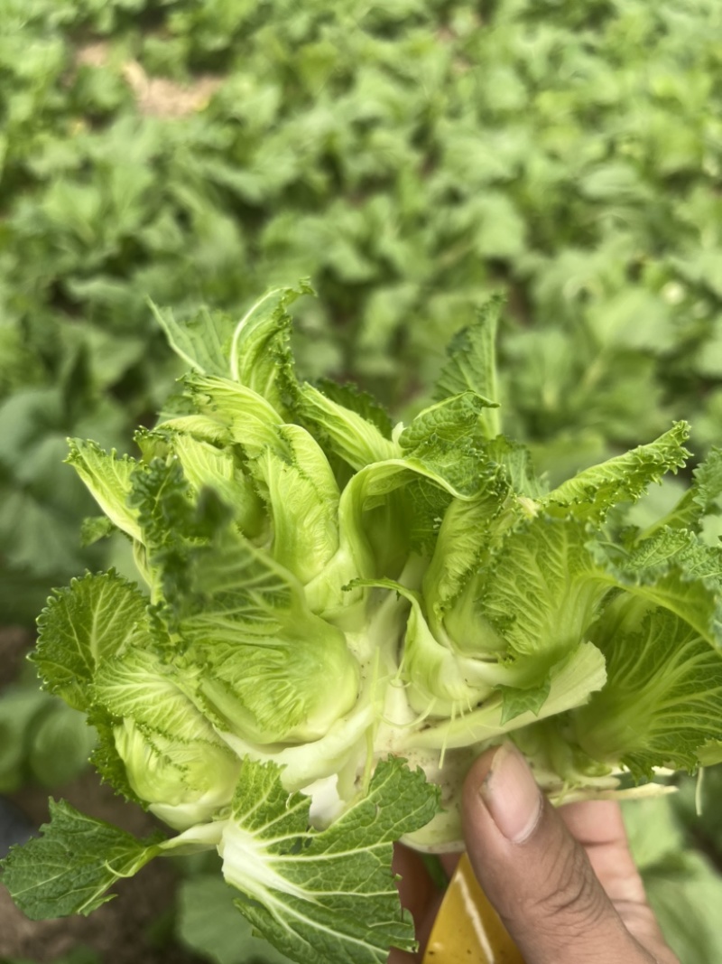 儿菜大量上市，正宗味道好，欢迎进店当天发货