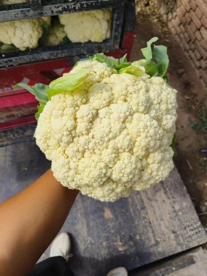 甘肃兰州有机花