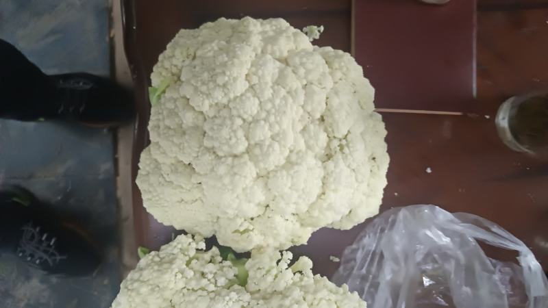 甘肃兰州有机花