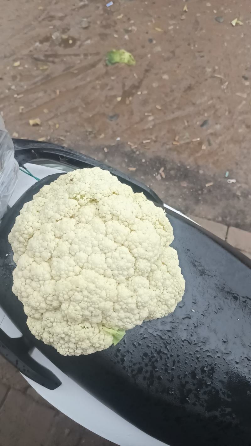 甘肃兰州有机花