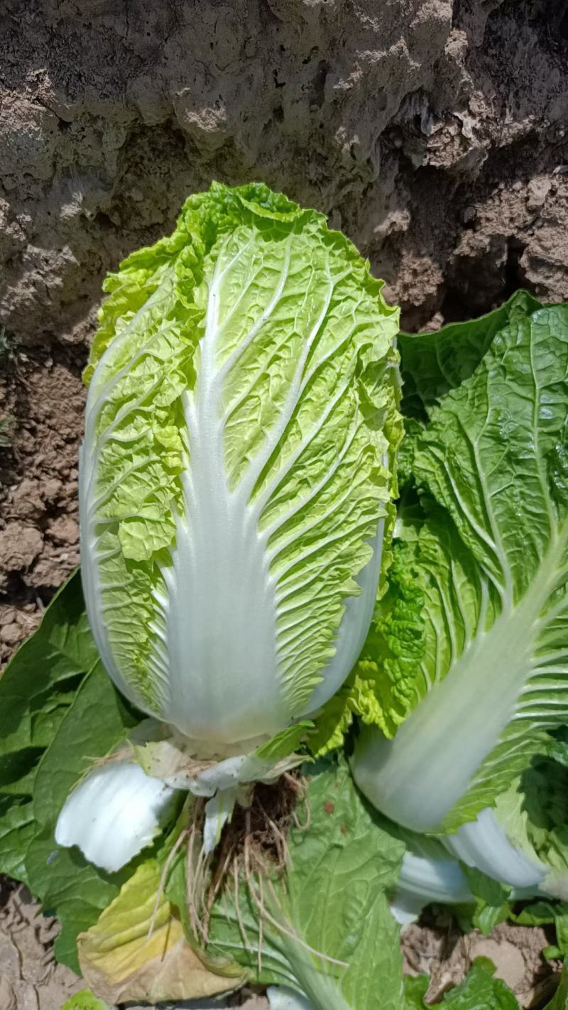 甘肃兰州有机花