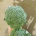 甘肃兰州有机花