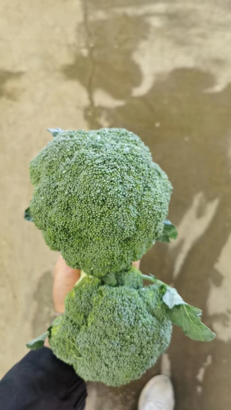 甘肃兰州有机花