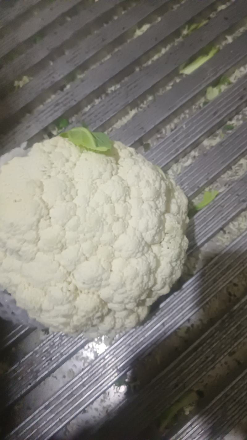 甘肃兰州有机花