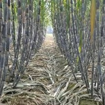 山东菏泽黑皮甘蔗