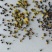 非转基因油菜籽
