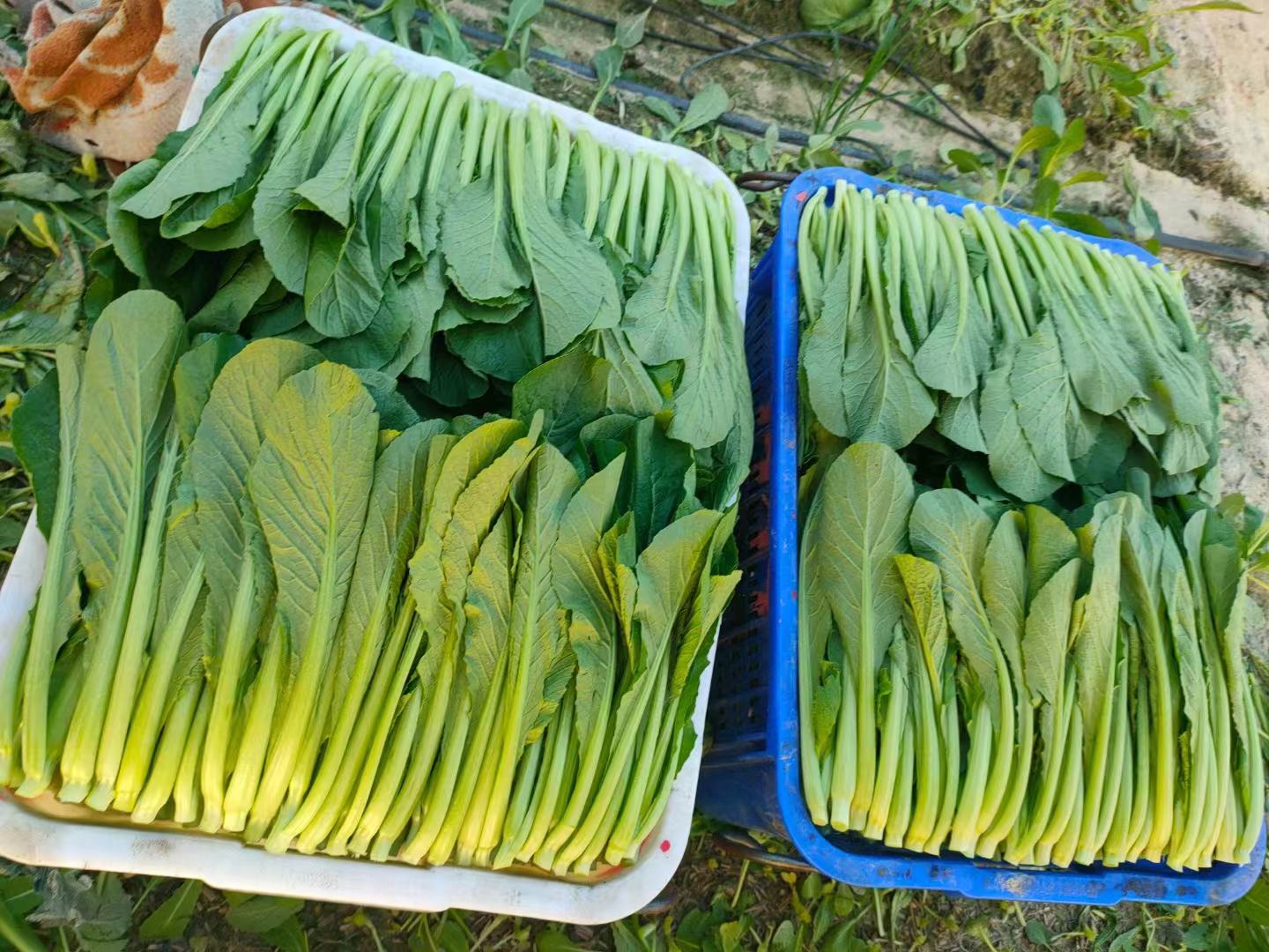 白菜幼苗特写